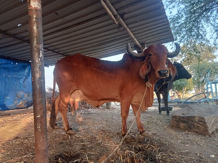 थंबनेल 3