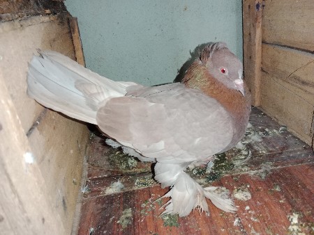 kabutar vachevana che