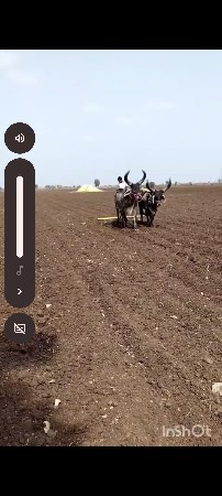 બળદ વેચવાના છે