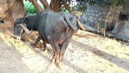 थंबनेल 2