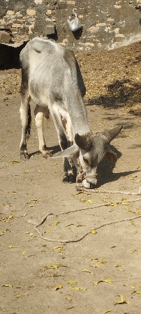વાસડો દેવા નો સે
