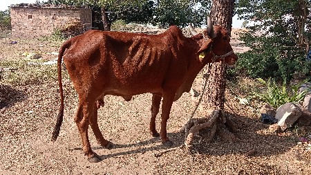 थंबनेल 3