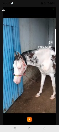 આ ધોડી વેસવાની સે દેવ મણી સે