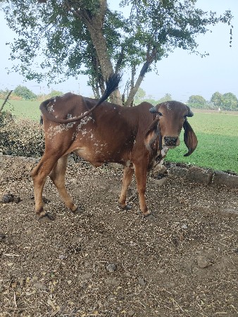 थंबनेल 3