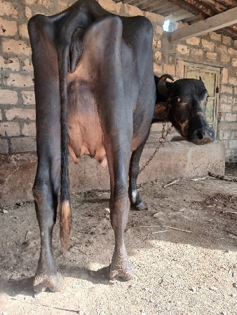 थंबनेल 2