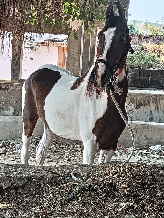 थंबनेल 2