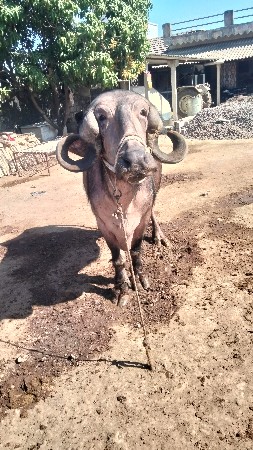 વેતર બીજુ