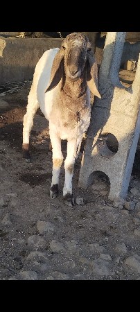 ઘેટો વેચવાનો છે