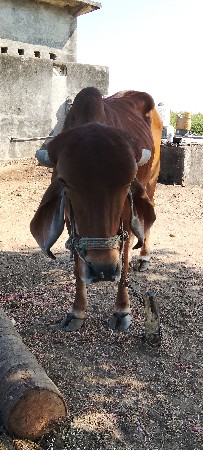 थंबनेल 3