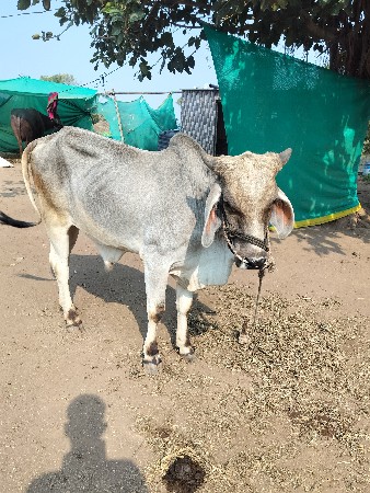 ગાડા મા હાલ તો છે