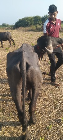 थंबनेल 3