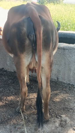 थंबनेल 4