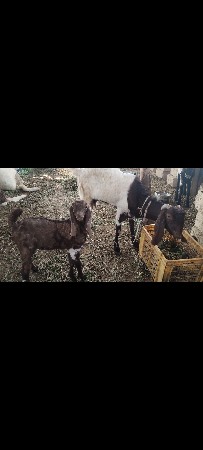 jamnpali bakri ne enu bakro