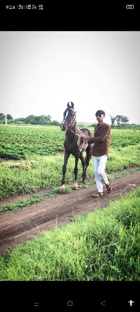 ઘોડો વેચવાનું છે