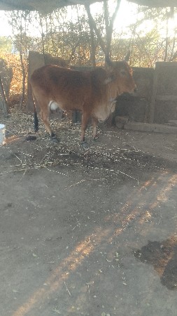 બીજૂવેતર