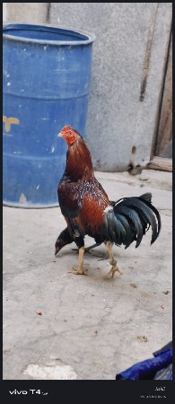 थंबनेल 2