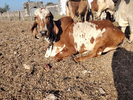 थंबनेल 2