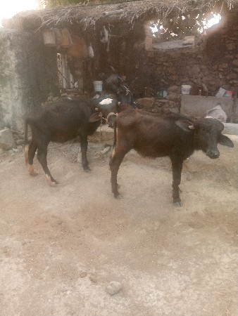 थंबनेल 3