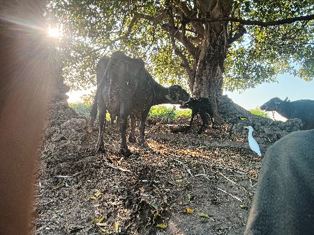 थंबनेल 3