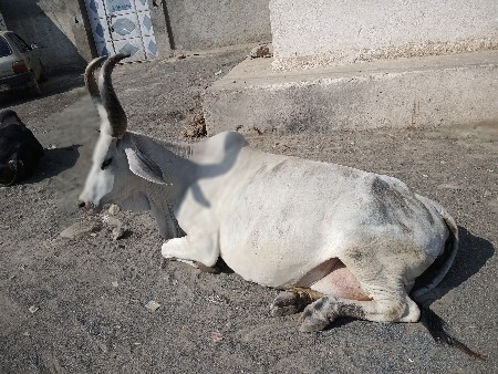 ગાય વેસવાનિ છે વઢિયારી