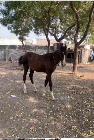 ઘોડો જે દેવાનું છે આઠ મહિનાનું છે