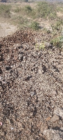 ગોજીયા નારણભાઈ