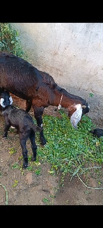 desar bakri ne bachi bne