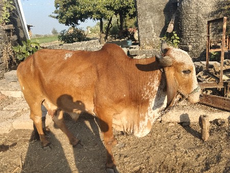 थंबनेल 3