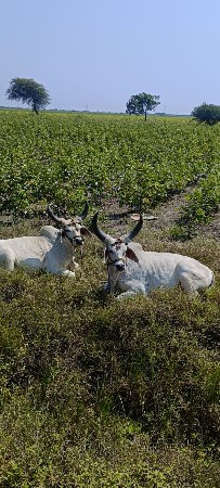 थंबनेल 3