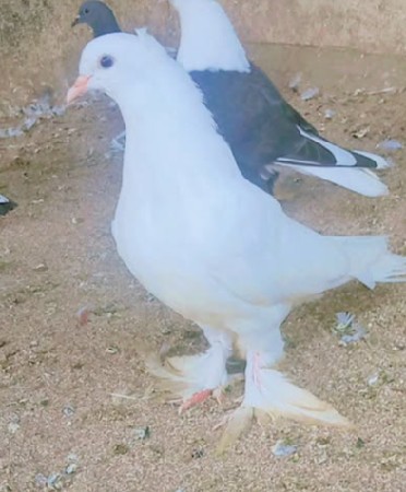 थंबनेल 2