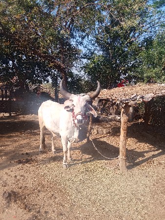 ખોલ 15000 રૂપિયા