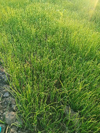 ડુગરી નો રોપ વેચવા નો છે