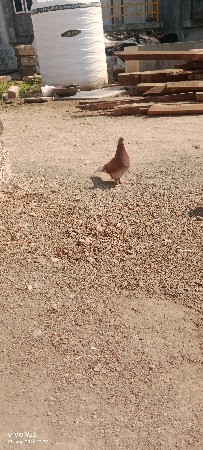 માળીયાહાટીના