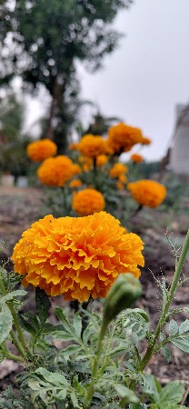 ગલગોટા ફૂલ