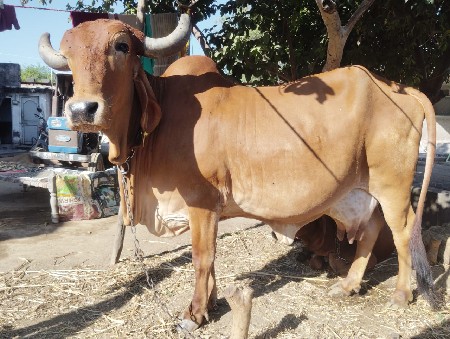 વેચવાની