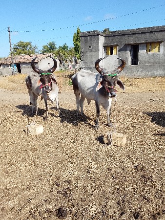 થંબનેલ 2