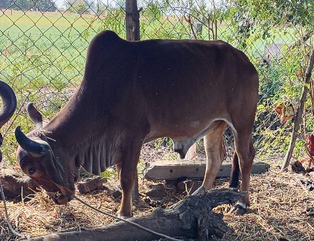 બળદ વેચવાનો છે