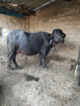 थंबनेल 2