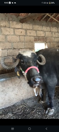 थंबनेल 2