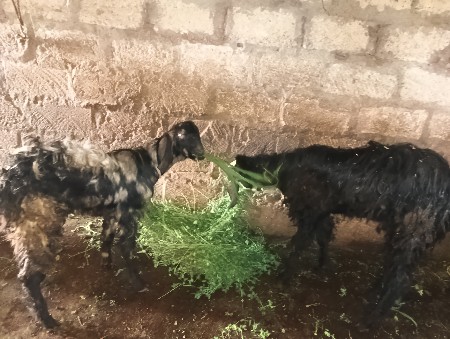 થંબનેલ 3