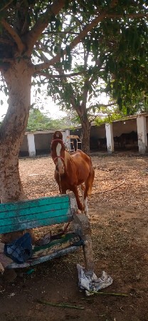 ઘોડી વેચવાની છે