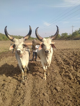 થંબનેલ 3