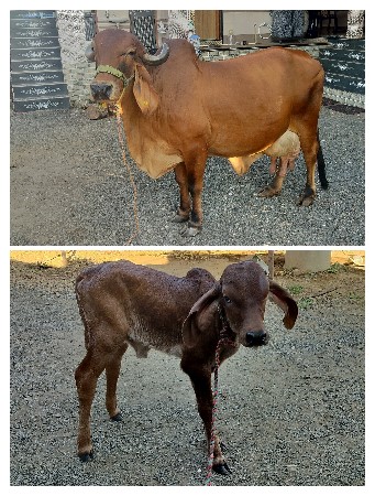 ગાય વેચવાની છે