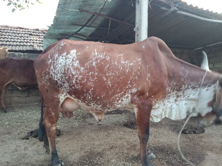 થંબનેલ 2