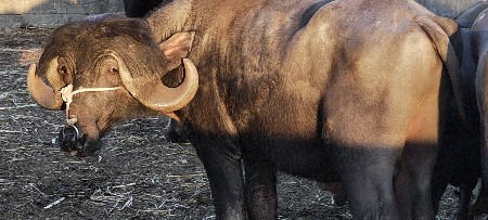 પાડો વેચવાનો છે