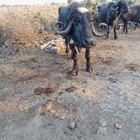 ભેસ વીયાણેલ છે મહીના દીવસ ની છે