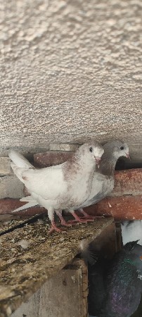 थंबनेल 2