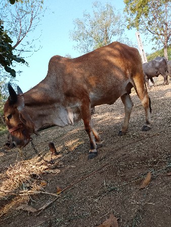 ગાય વેચવાની છે