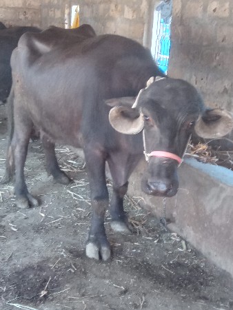 थंबनेल 3