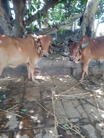 બળદ વેચવાના છે
